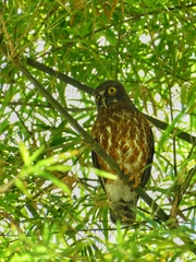 Ninox scutulata borneensis