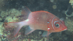 Sargocentron caudimaculatum