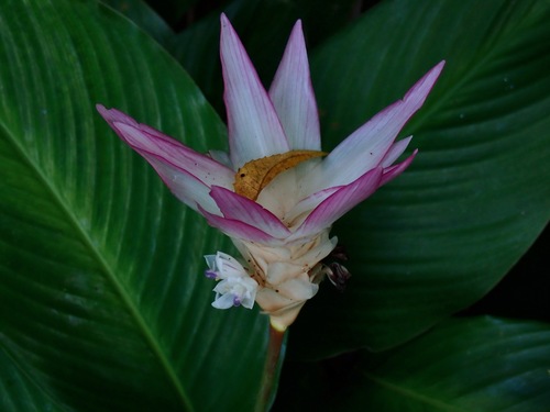 Goeppertia loeseneri