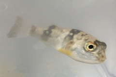 Chelonodontops patoca