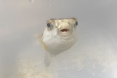 Chelonodontops patoca