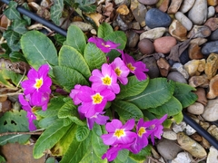 Primula vulgaris