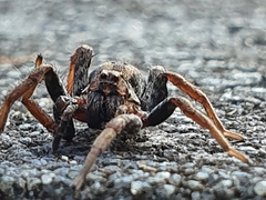 Venatrix pictiventris