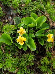 Viola orbiculata
