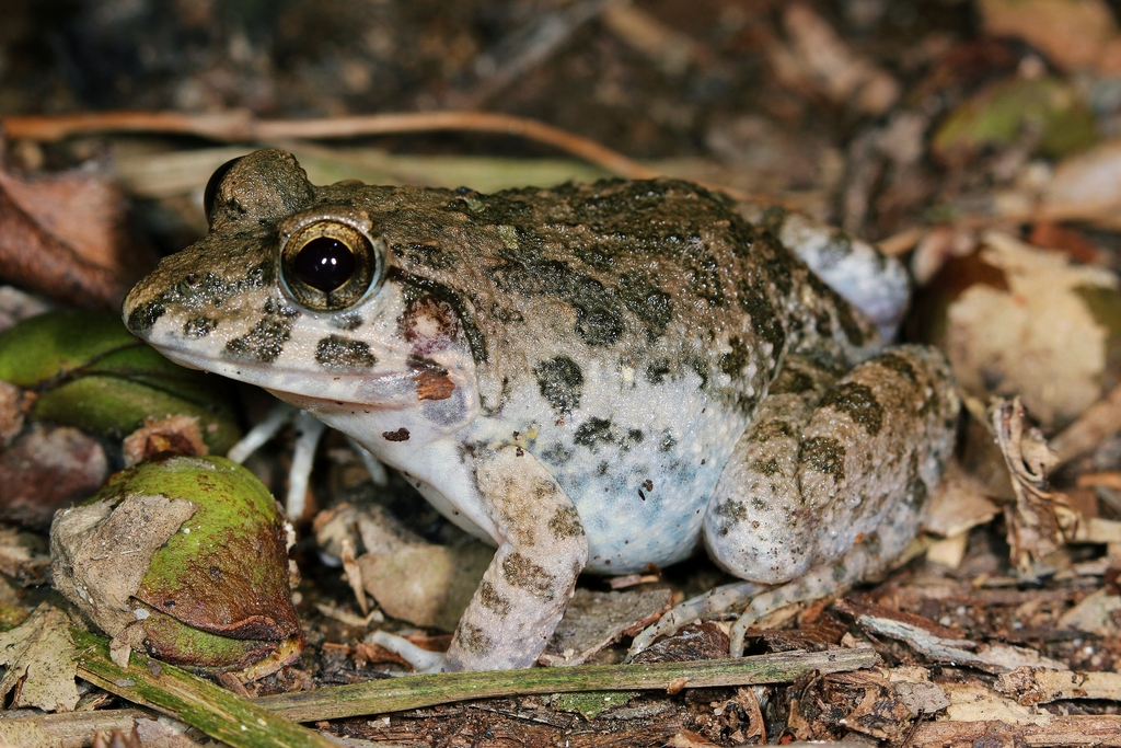 Crab-Eating Frog