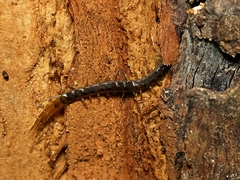 Cormocephalus esulcatus