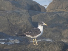 Larus belcheri