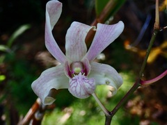 Dendrobium