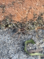 Venatrix pictiventris