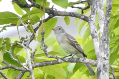 Elaenia chiriquensis