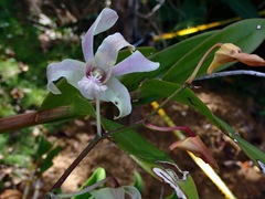 Dendrobium