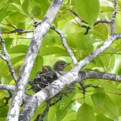 Elaenia chiriquensis