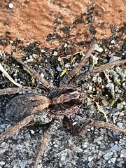 Venatrix pictiventris