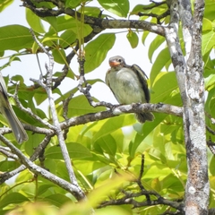 Elaenia chiriquensis