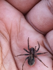 Venatrix pictiventris