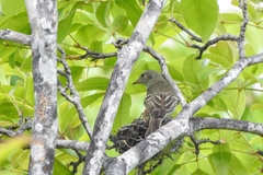 Elaenia chiriquensis