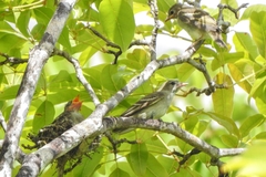 Elaenia chiriquensis