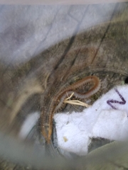 Henia vesuviana