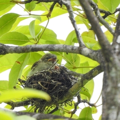 Elaenia chiriquensis