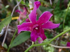 Dendrobium