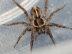 Artoriopsis