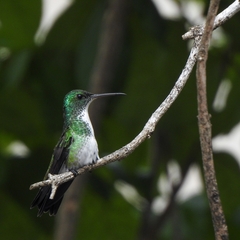 Chrysuronia leucogaster
