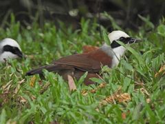 Garrulax leucolophus