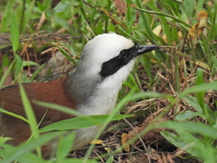 Garrulax leucolophus