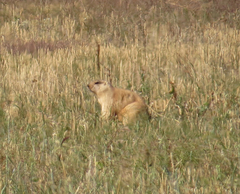 Marmota bobak
