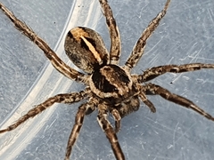 Artoriopsis