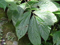 Elatostema platyphyllum