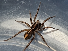 Artoriopsis