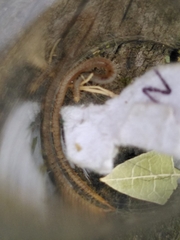 Henia vesuviana