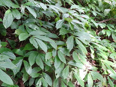 Elatostema platyphyllum