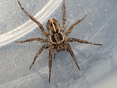 Artoriopsis