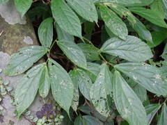Elatostema platyphyllum