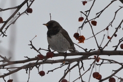 Turdus atrogularis