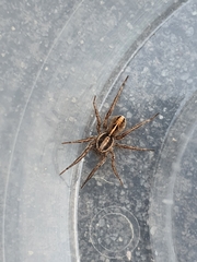 Artoriopsis
