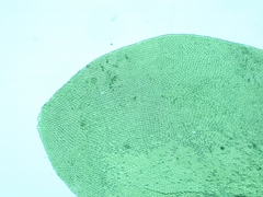 Pseudomalia webbiana