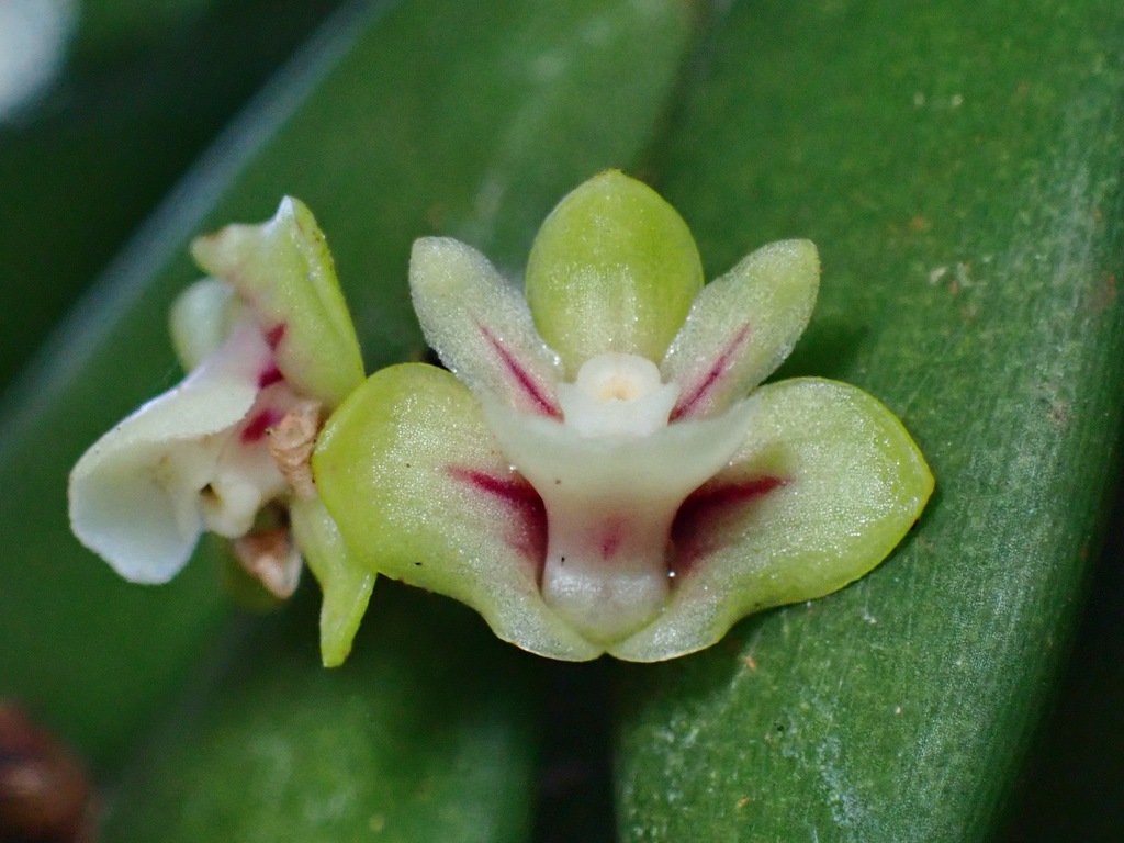 Dendrobium indivisum (Dendrobium indivisum)