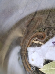 Henia vesuviana