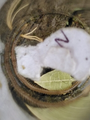 Henia vesuviana