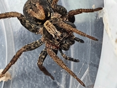 Venatrix pictiventris