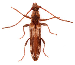 Graciliderolus parvus