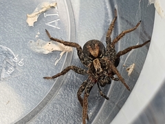 Venatrix pictiventris