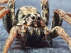 Venatrix pictiventris