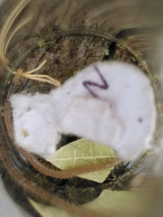 Henia vesuviana