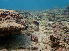 Canthigaster solandri