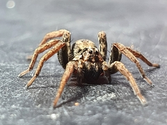 Venatrix pictiventris