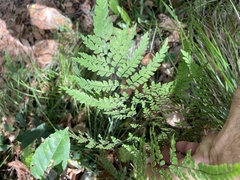 Adiantum formosum